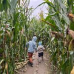 14 Maislabyrinthe und Irrgärten in Mitteldeutschland – Der Weg ist das Ziel